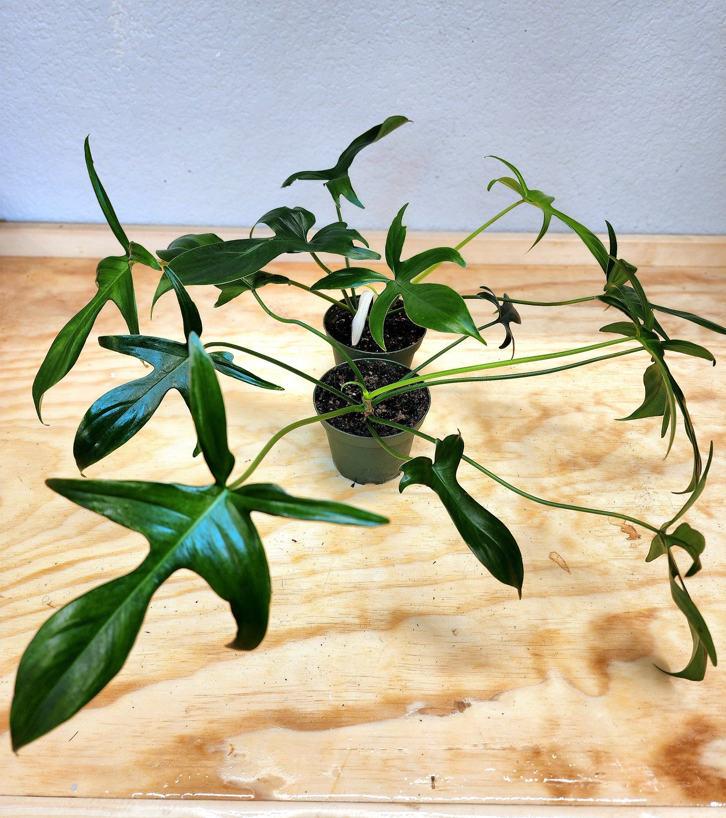 Philodendron Pedatum (Glad Hands)