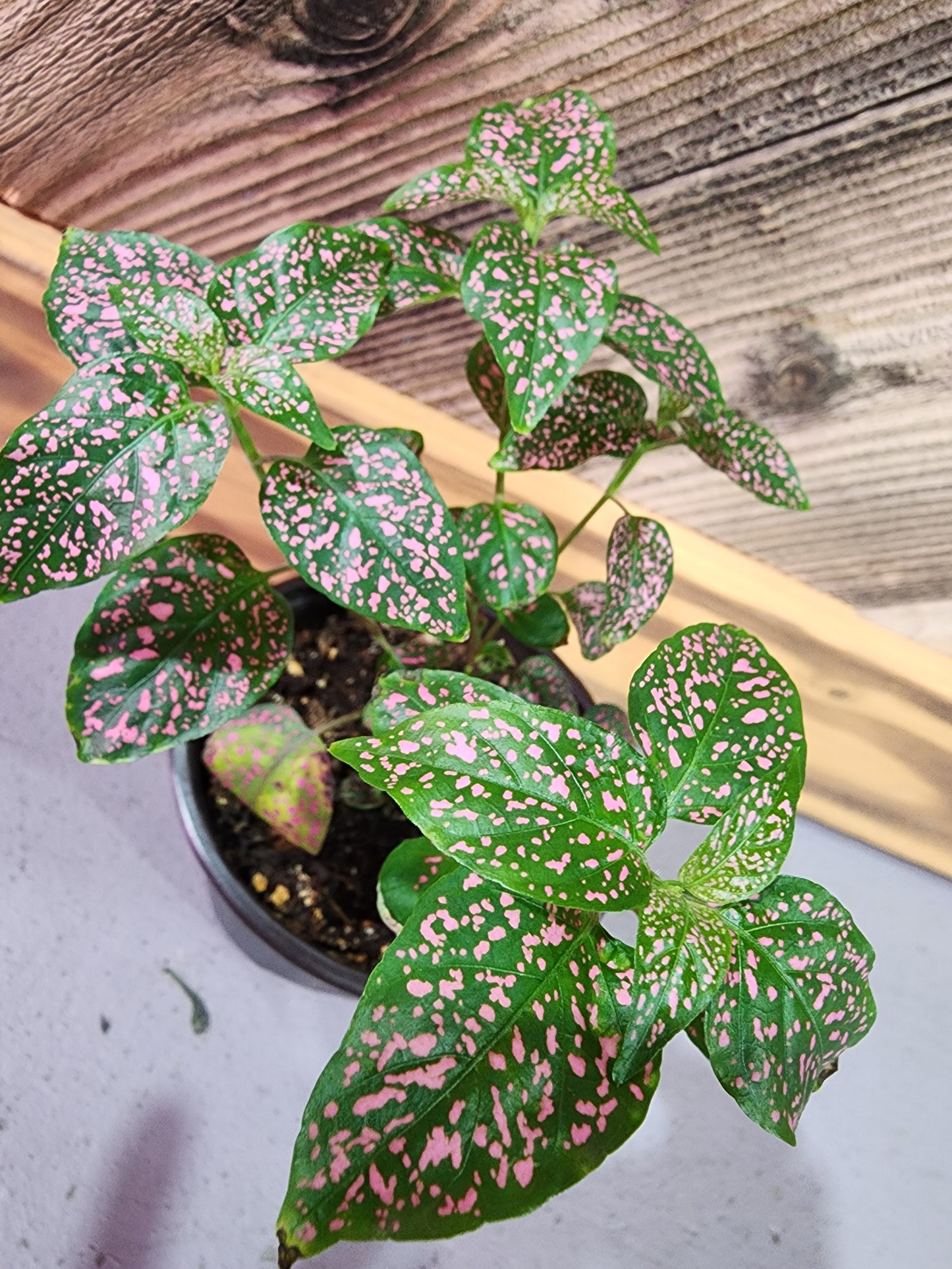 Hypoestes Phyllostachya (Pink Polka Dot Plant)