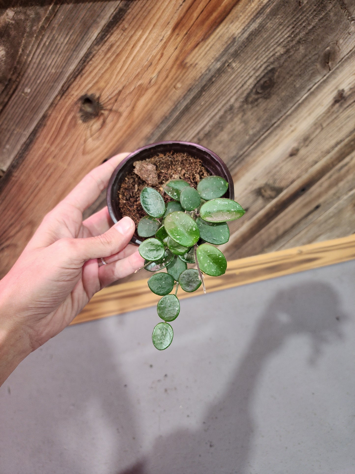 Hoya carnosa x Hoya serpens (Mathilde Splash Hoya)