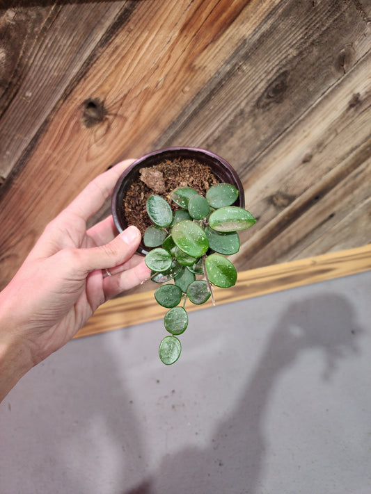 Hoya carnosa x Hoya serpens (Mathilde Splash Hoya)
