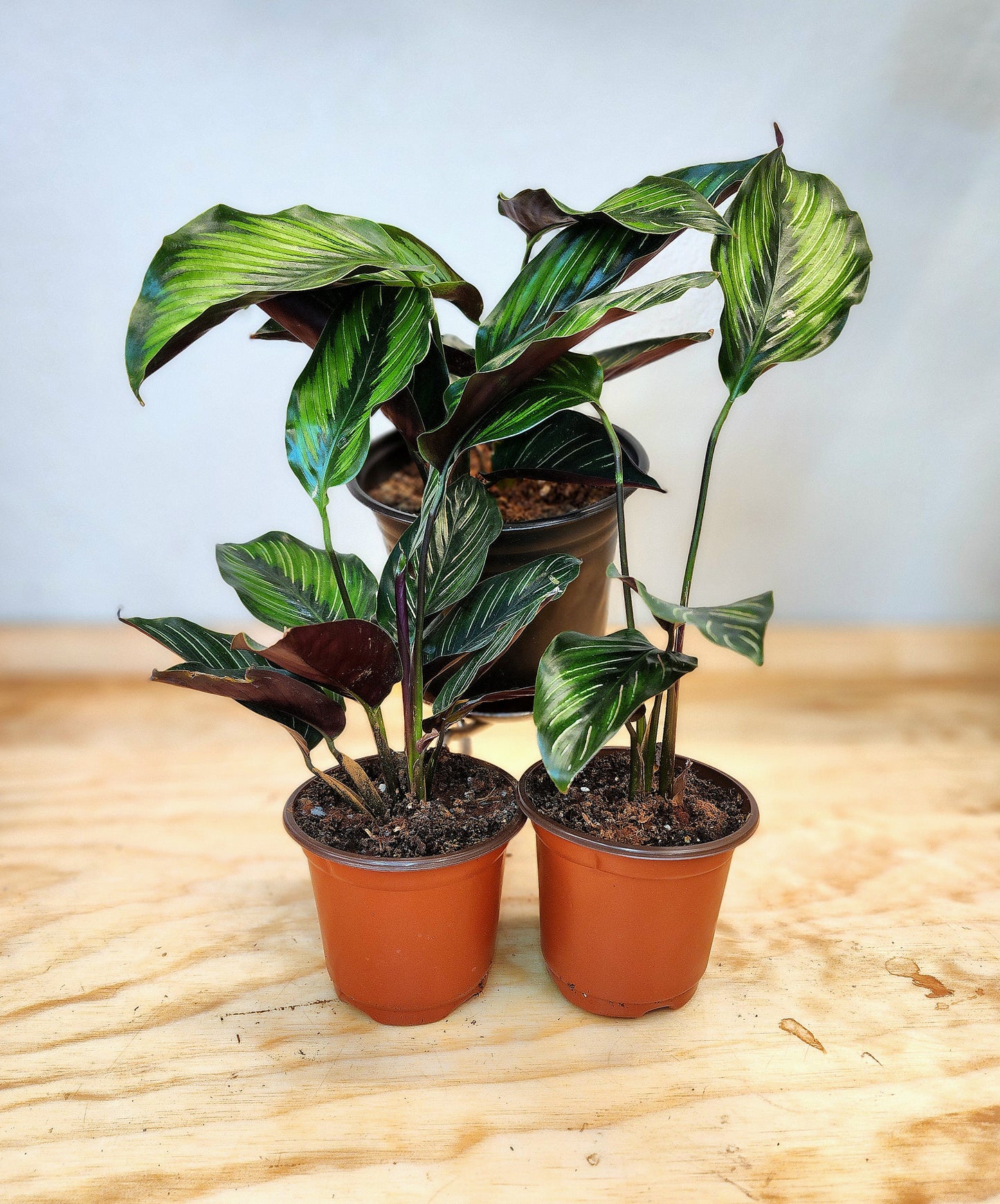 Calathea Ornata (Pinstripe Plant)
