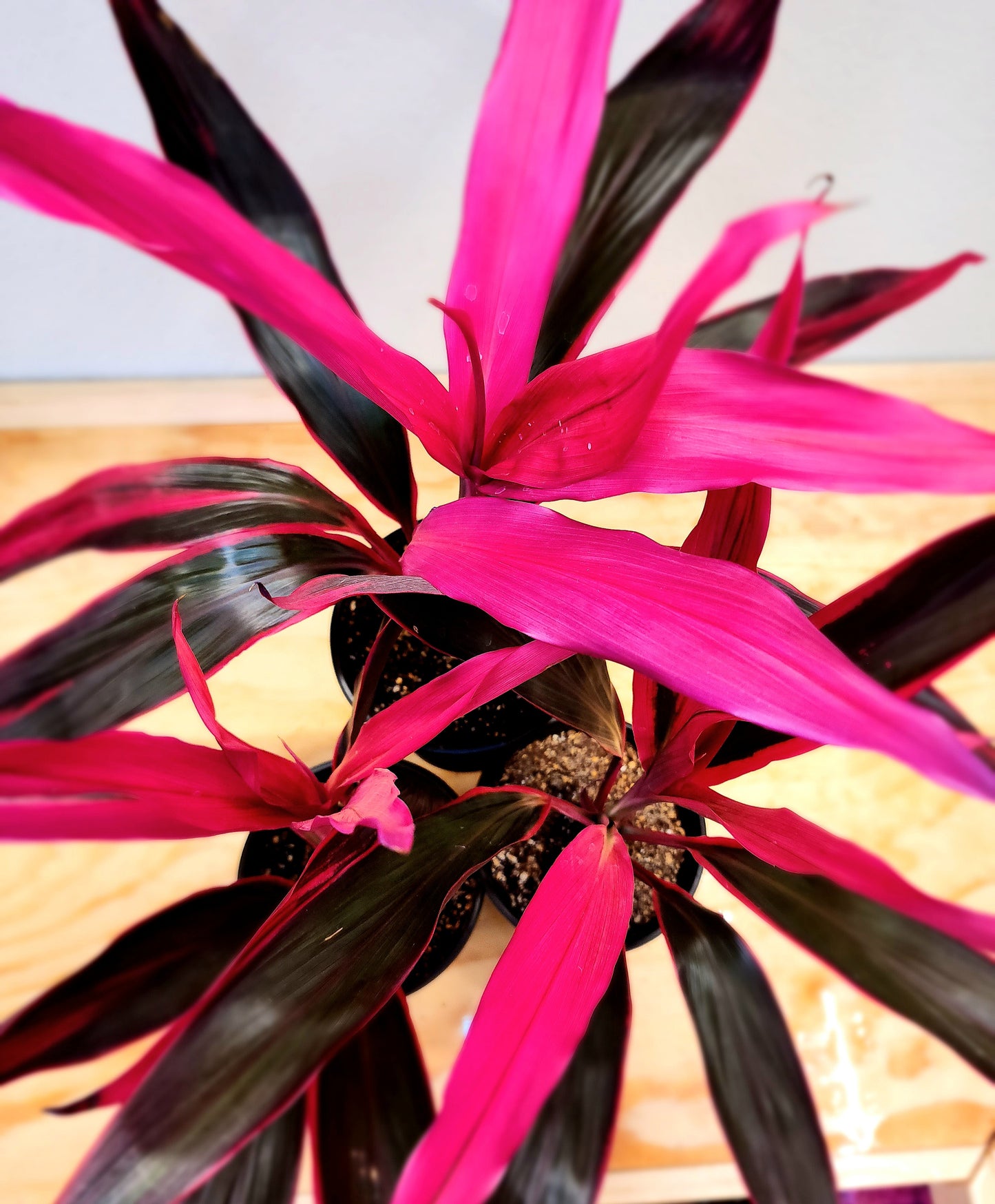 Cordyline Fruticosa (Ti Plant)