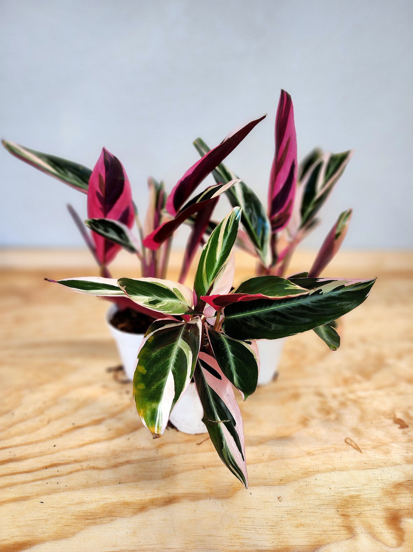 Stromanthe sanguinea Tri-star (Tri-color Stromanthe)