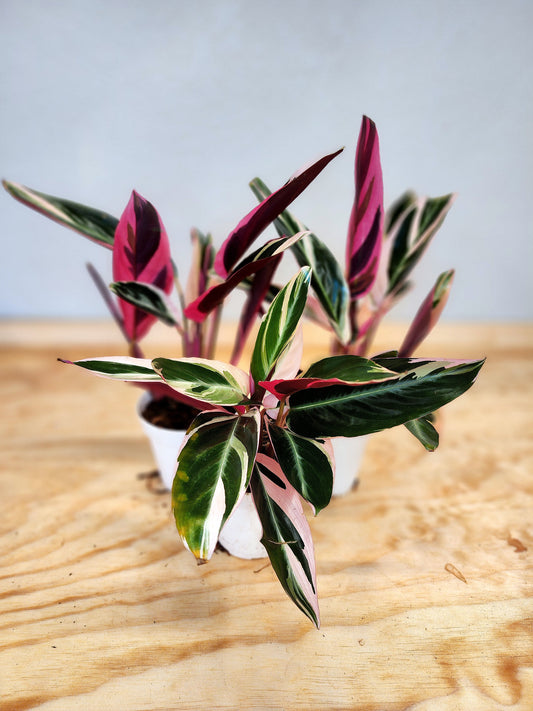 Stromanthe sanguinea Tri-star (Tri-color Stromanthe)