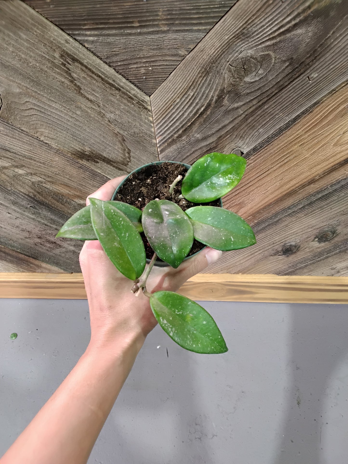 Hoya Pubicalyx "Bright One"
