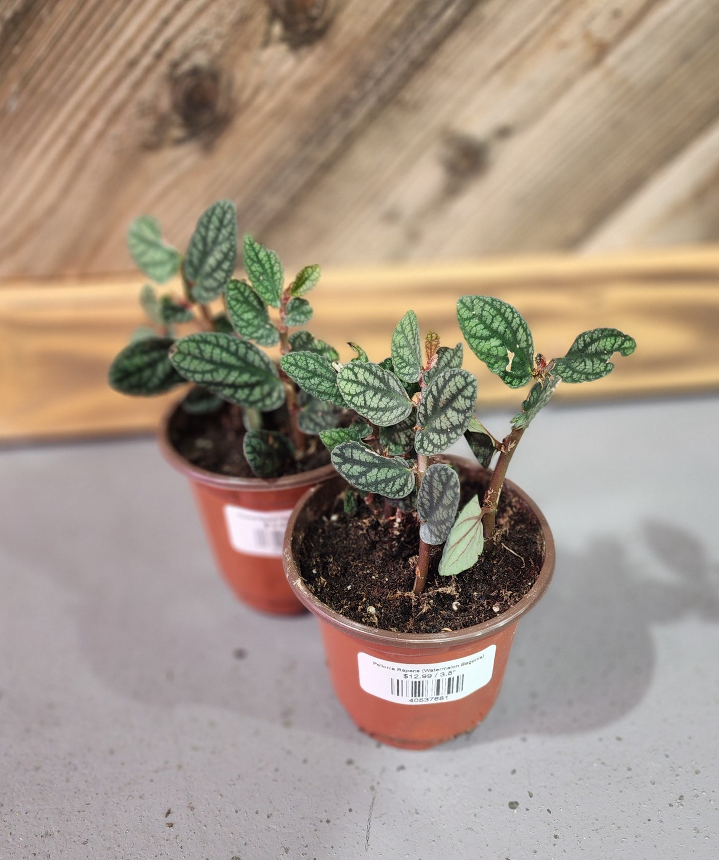 Pellonia Repens (Watermelon Begonia)