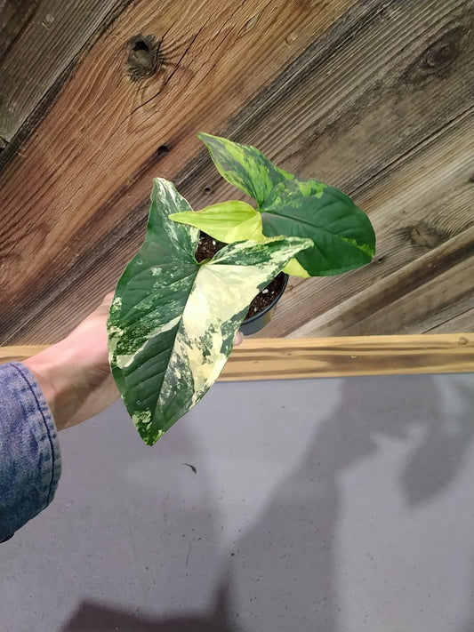 Syngonium Podophyllum 'Aurea'