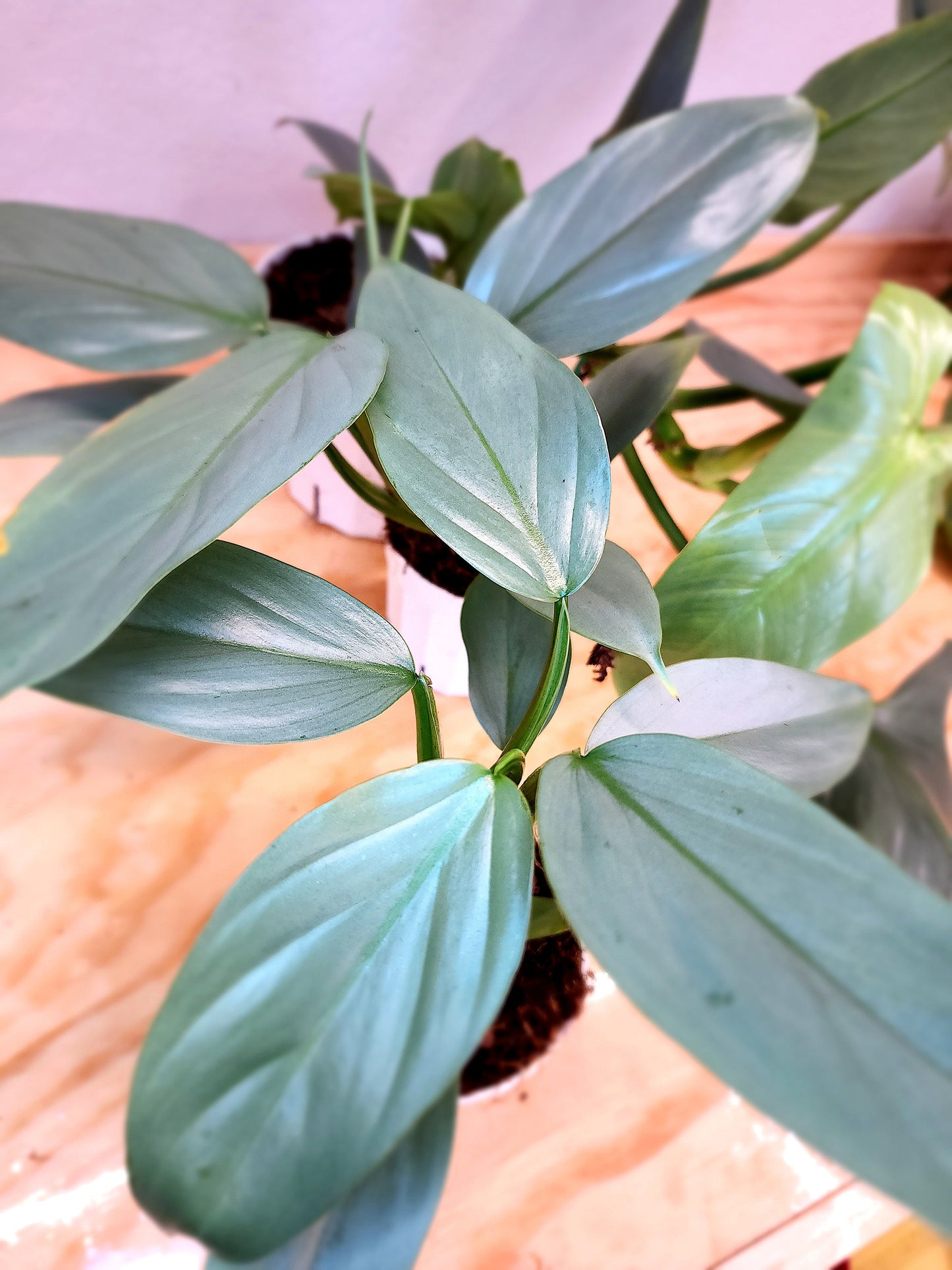 Silver Sword Philodendron