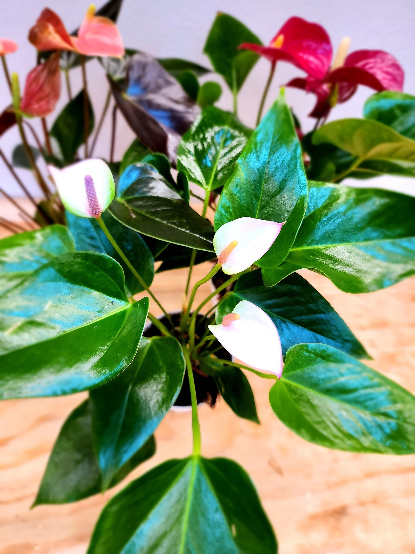Anthurium Andraeanum (Flamingo Lily)