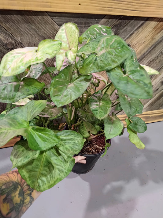 Syngonium Podophyllum 'Berry Allusion'