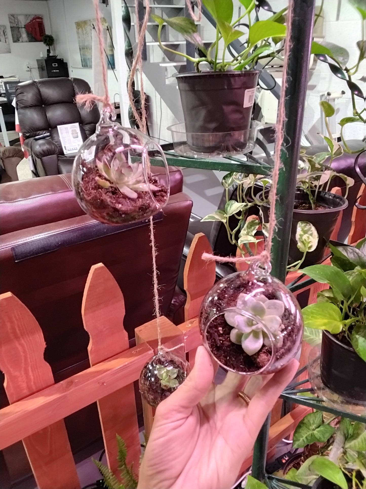 Small Succulent Pot (with succulent)