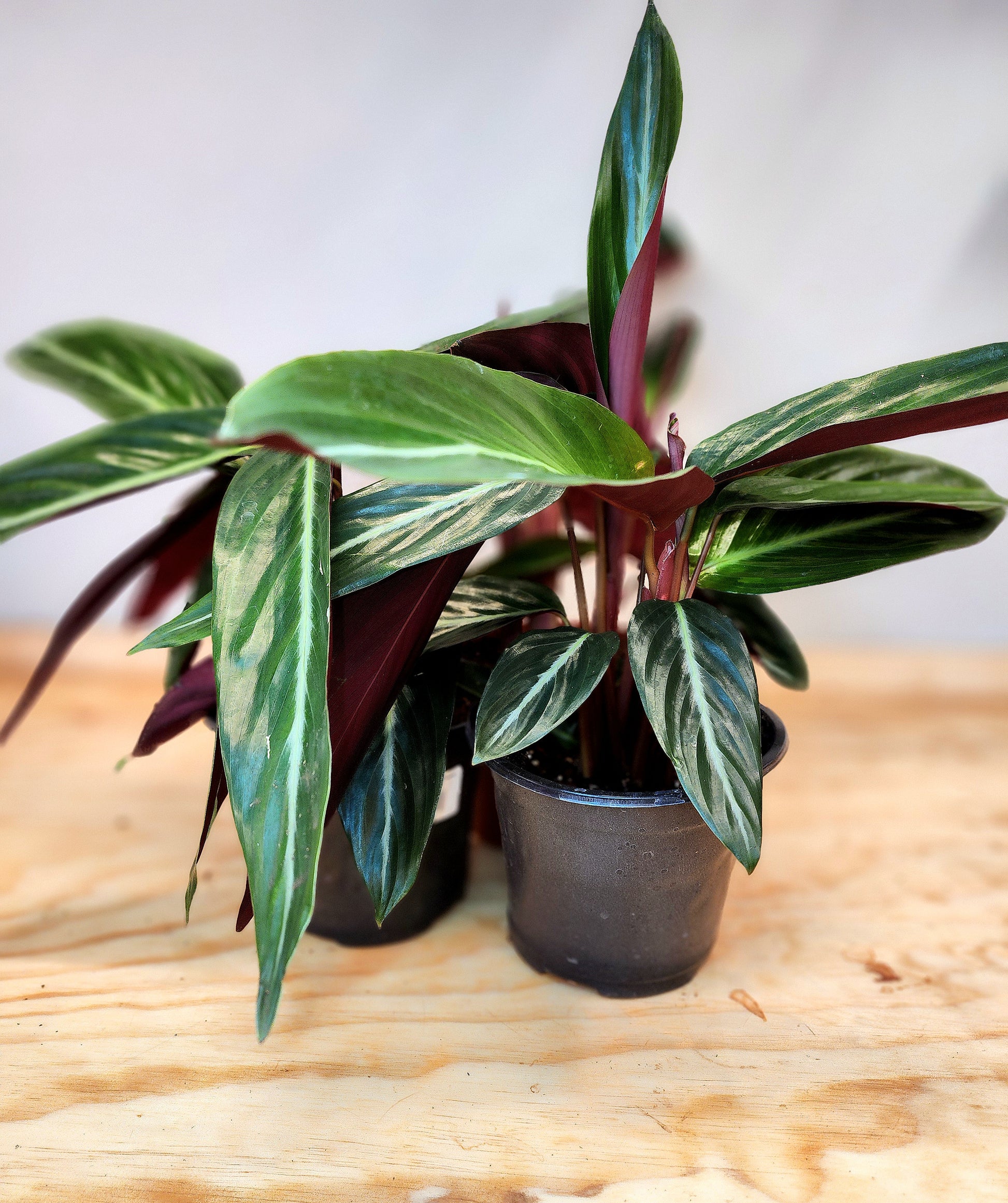Stromanthe Thalia (Wild Form Stromanthe) - 3.5"