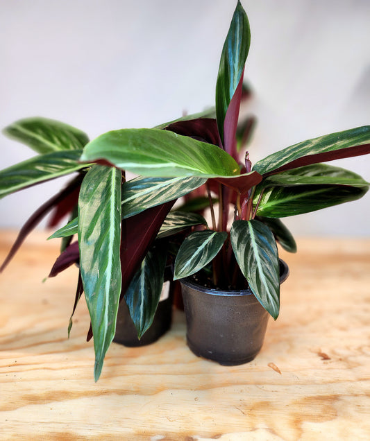 Stromanthe Thalia (Wild Form Stromanthe)
