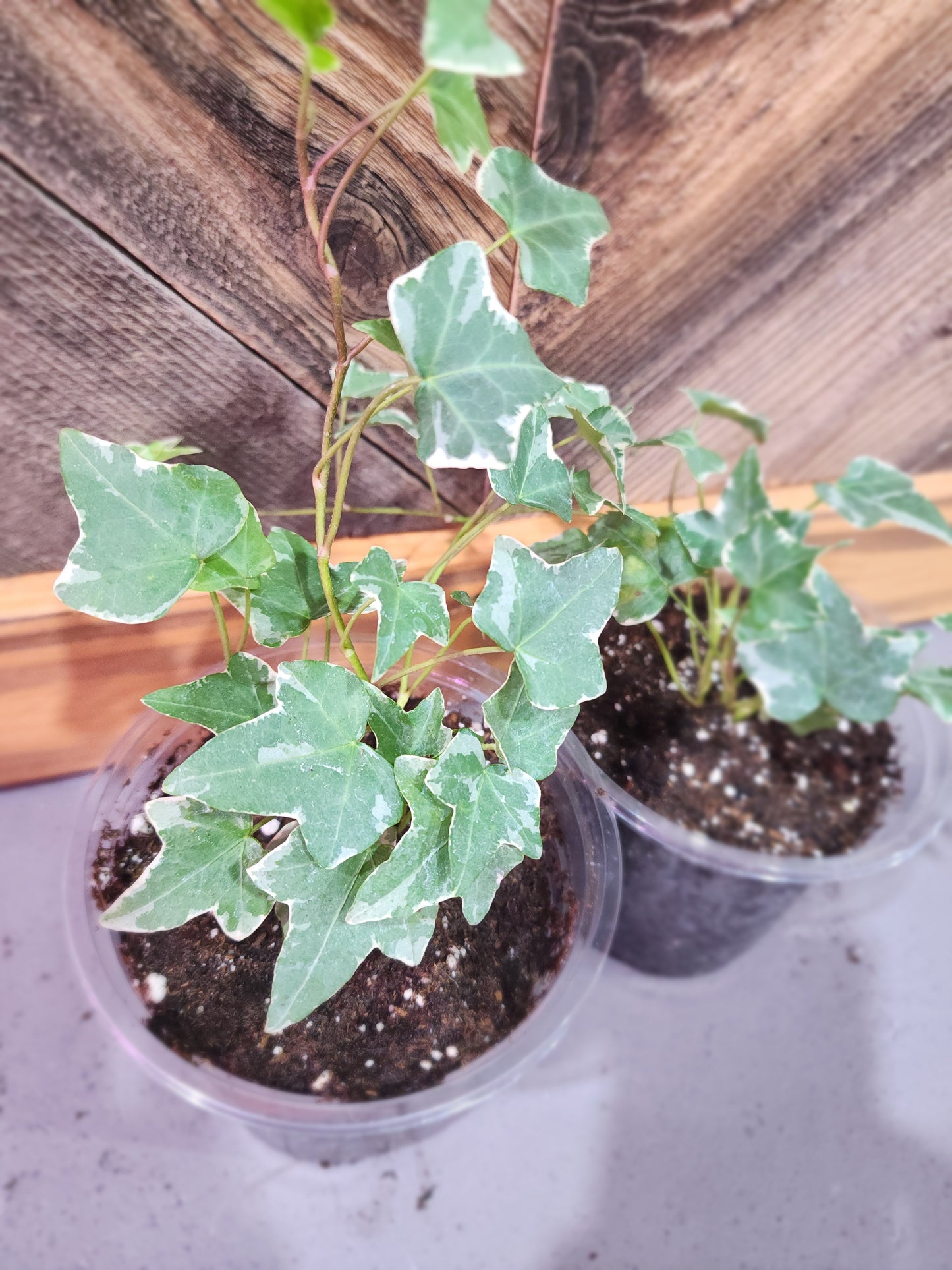 Hedera Helix 'Variegata' (Variegated English Ivy)