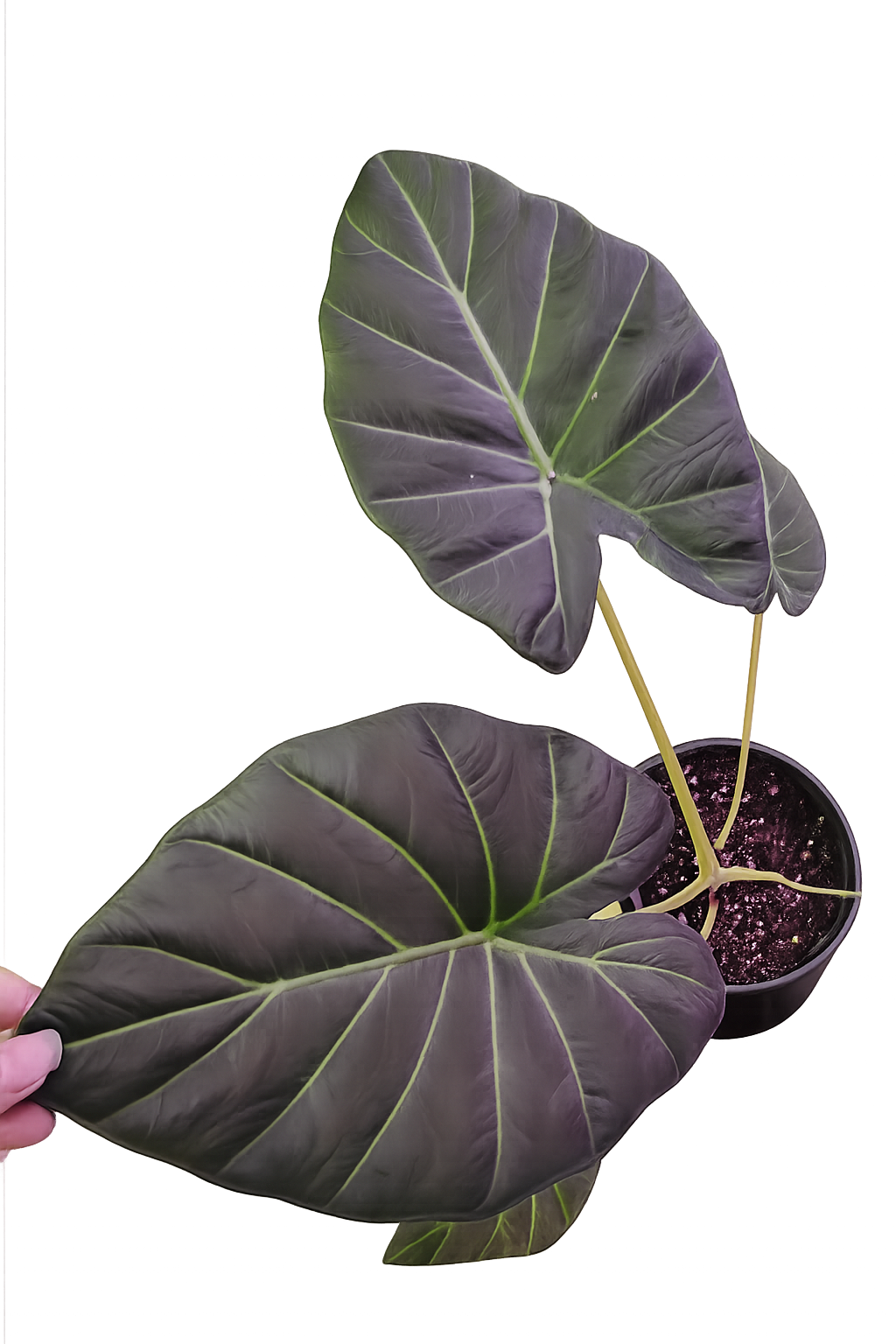Alocasia Regal Shield (Alocasia Odora X Alocasia Reginula