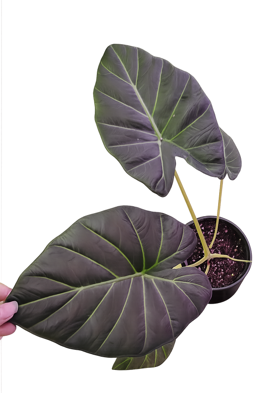 Alocasia Regal Shield (Alocasia Odora X Alocasia Reginula