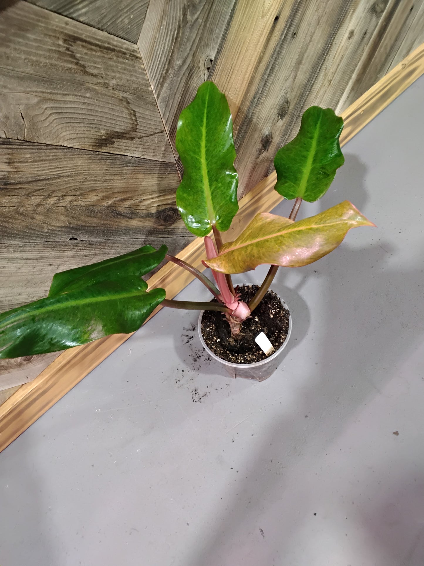 Philodendron Orange Marmalade 'Quadcolor'