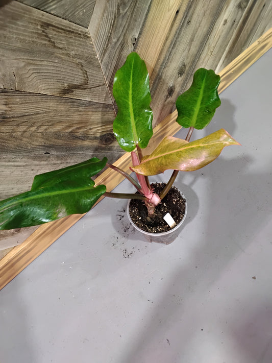 Philodendron Orange Marmalade 'Quadcolor'