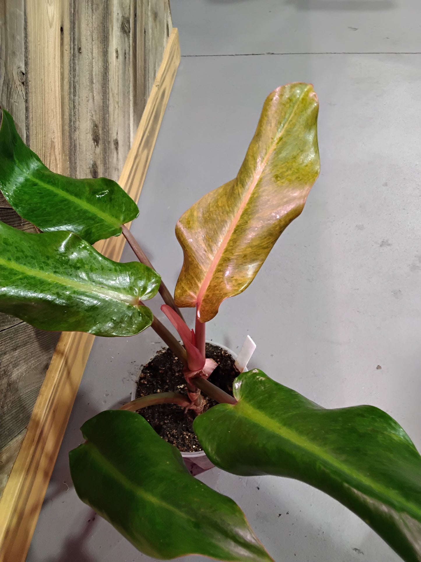 Philodendron Orange Marmalade 'Quadcolor'