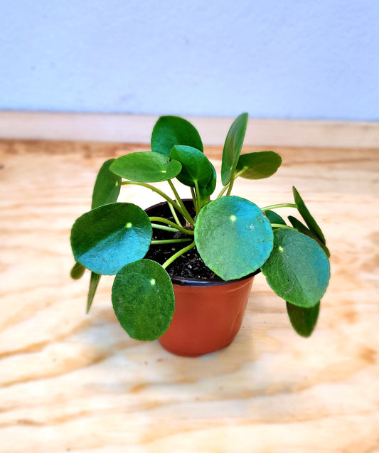 Pilea Peperomioides (Chinese Money Plant)