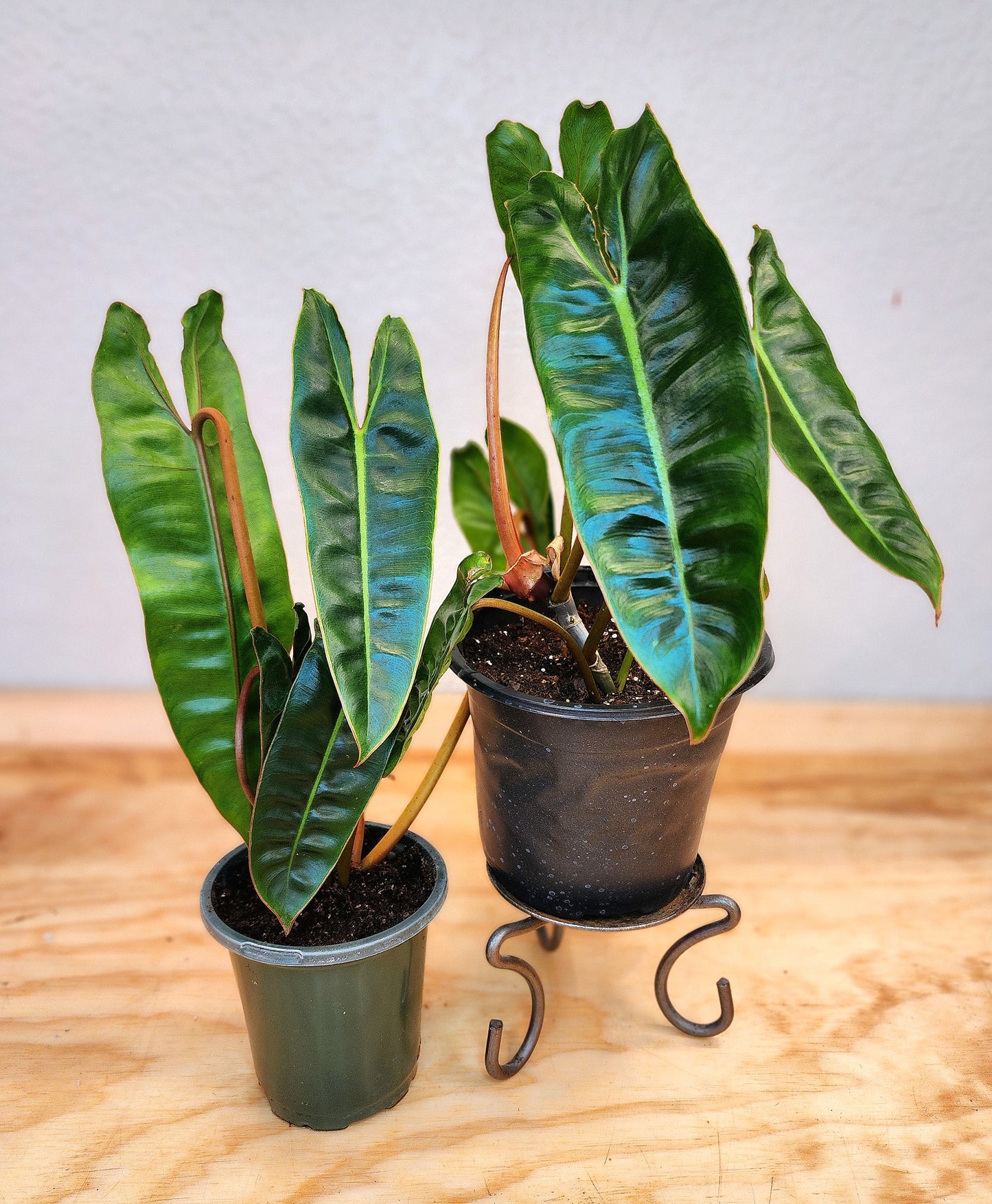 Philodendron Billietiae