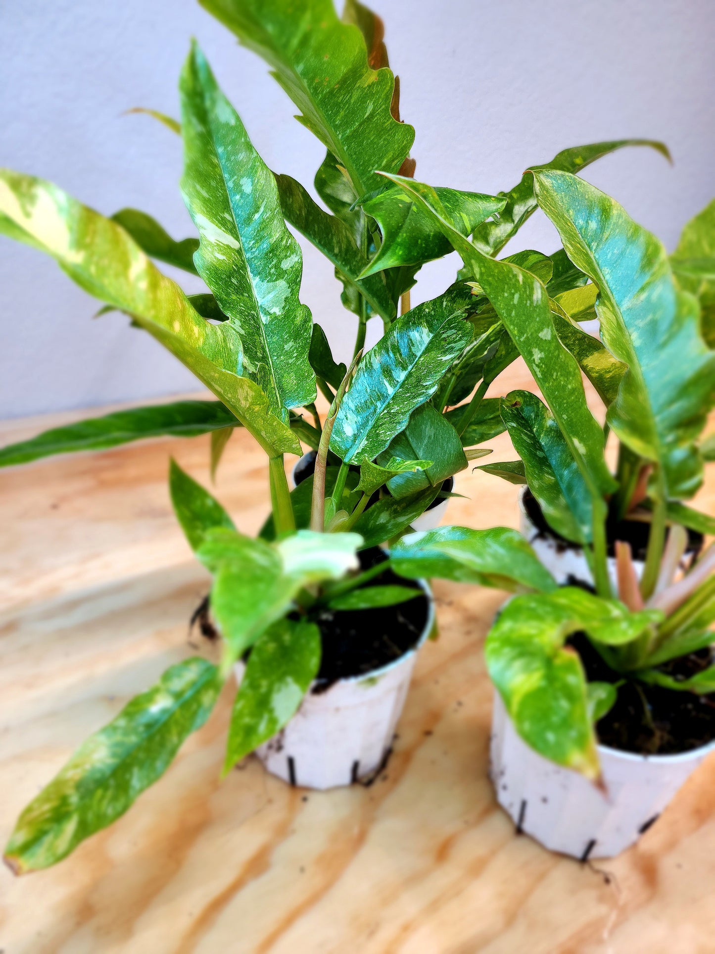 Philodendron Wendlandii x P. Tortum (Ring of Fire)