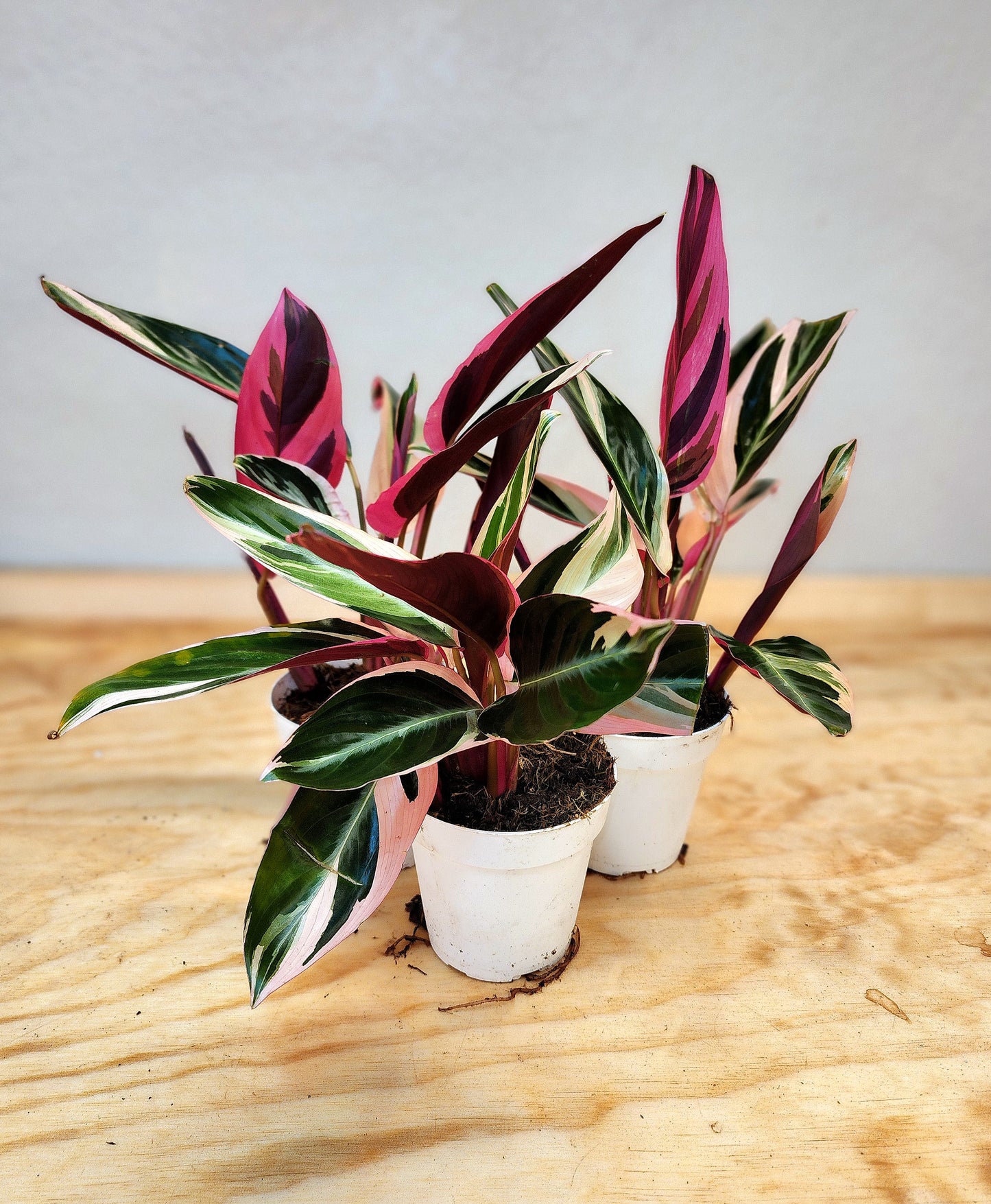 Stromanthe sanguinea Tri-star (Tri-color Stromanthe)