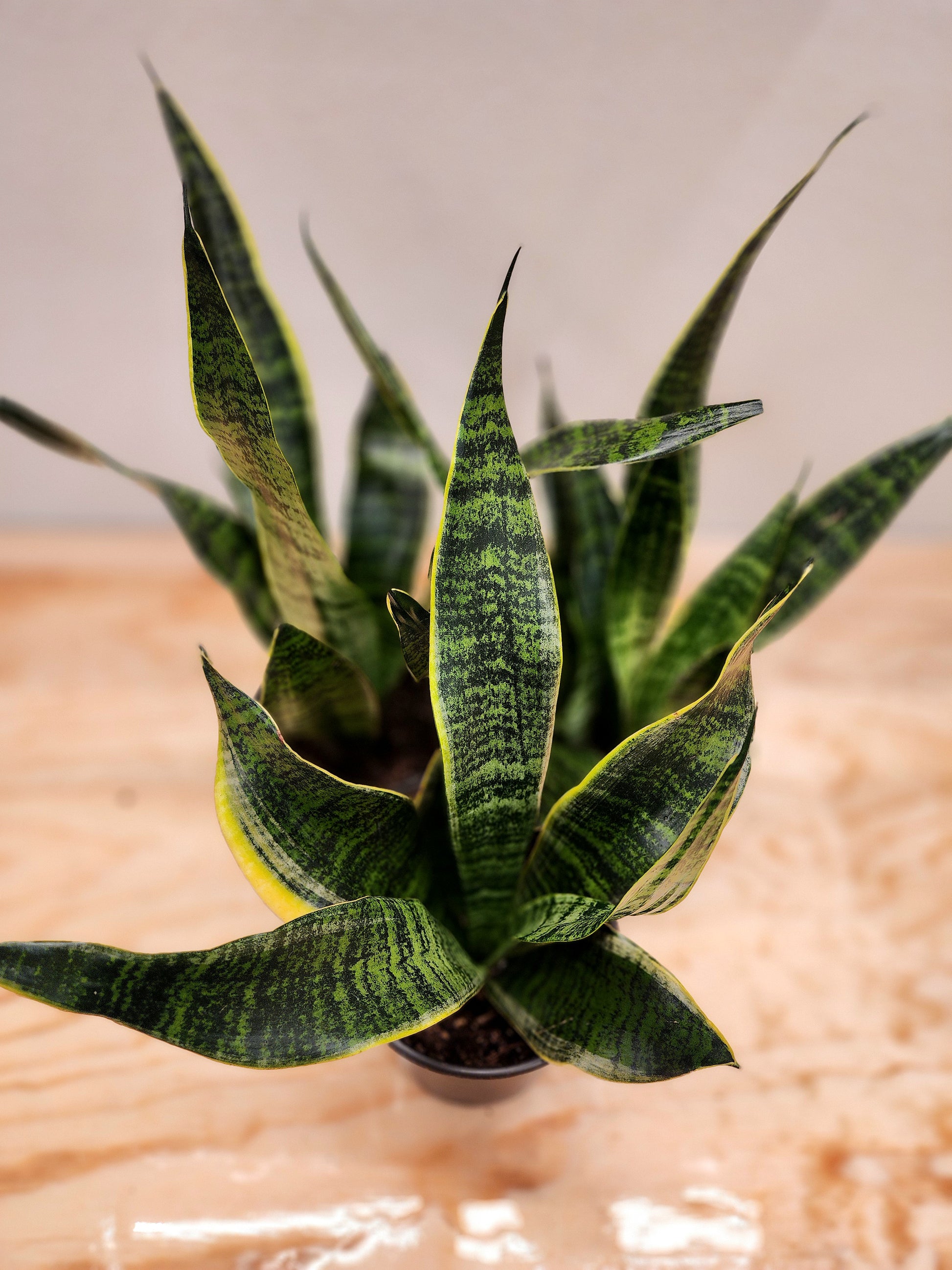 futura superba snake plant height Sansevieria Futura Superba (Snake Plant) – Nature's Gems