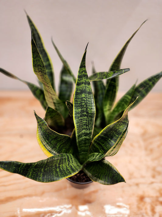 Sansevieria Futura Superba (Snake Plant)