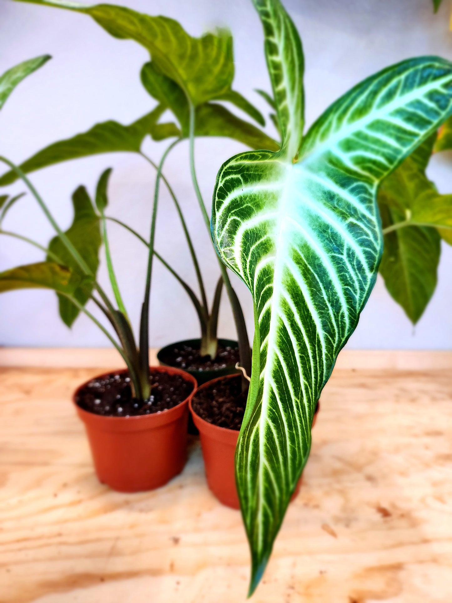 Phyllotaenium Lindenii (Angel's Wing)
