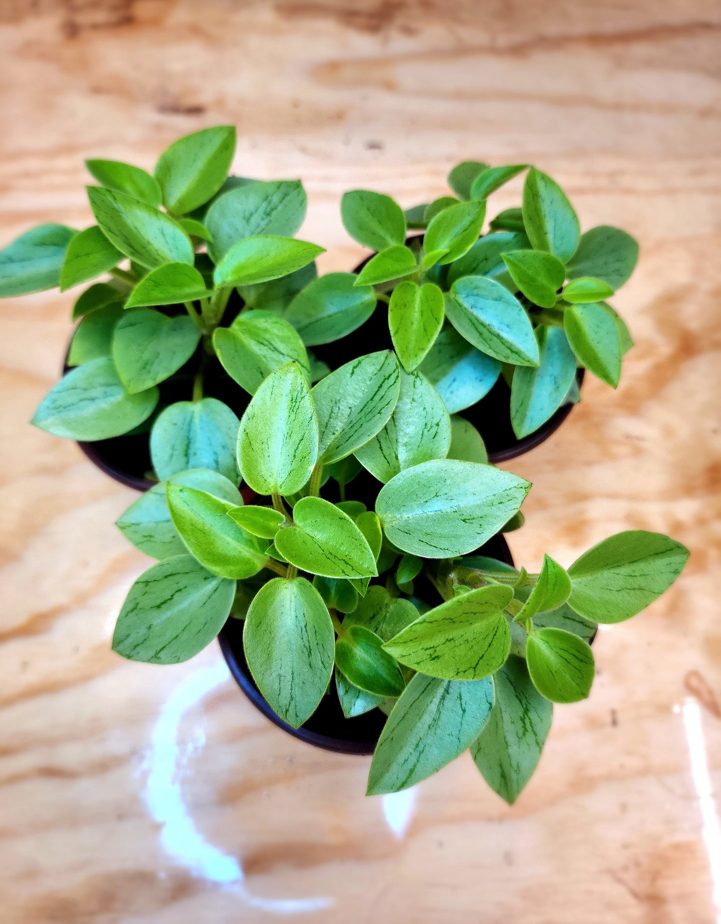 Peperomia Orba (Pixie Lime Peperomia)