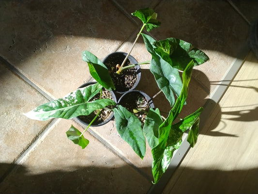 Alocasia Simpo Albo Variegata (Lukiwan x Sinuata)