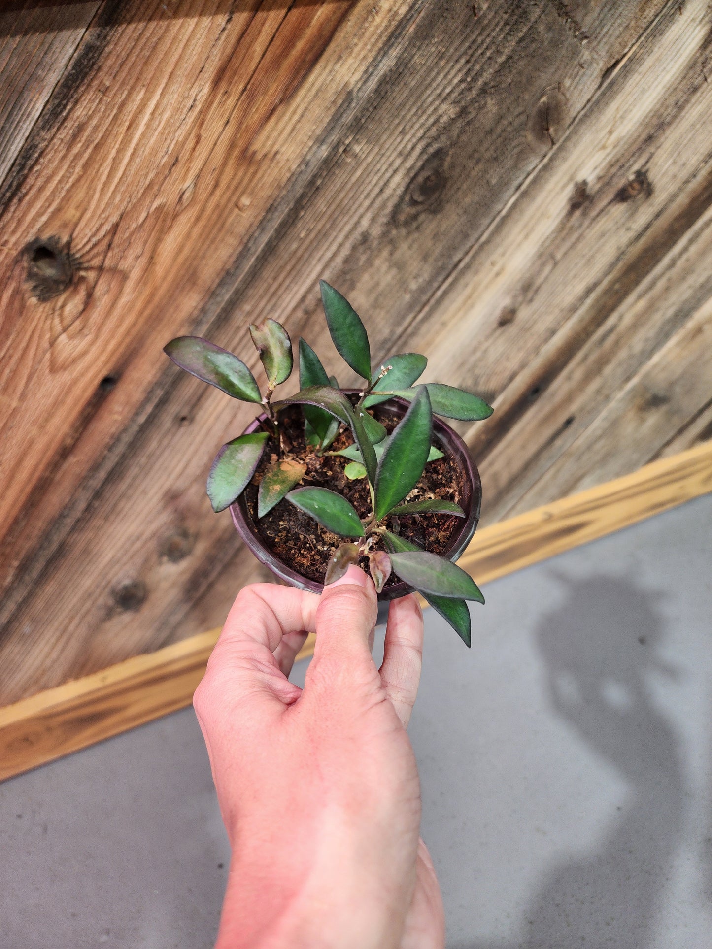 Hoya rosita 'Adrift' ( Hoya Airdrift)