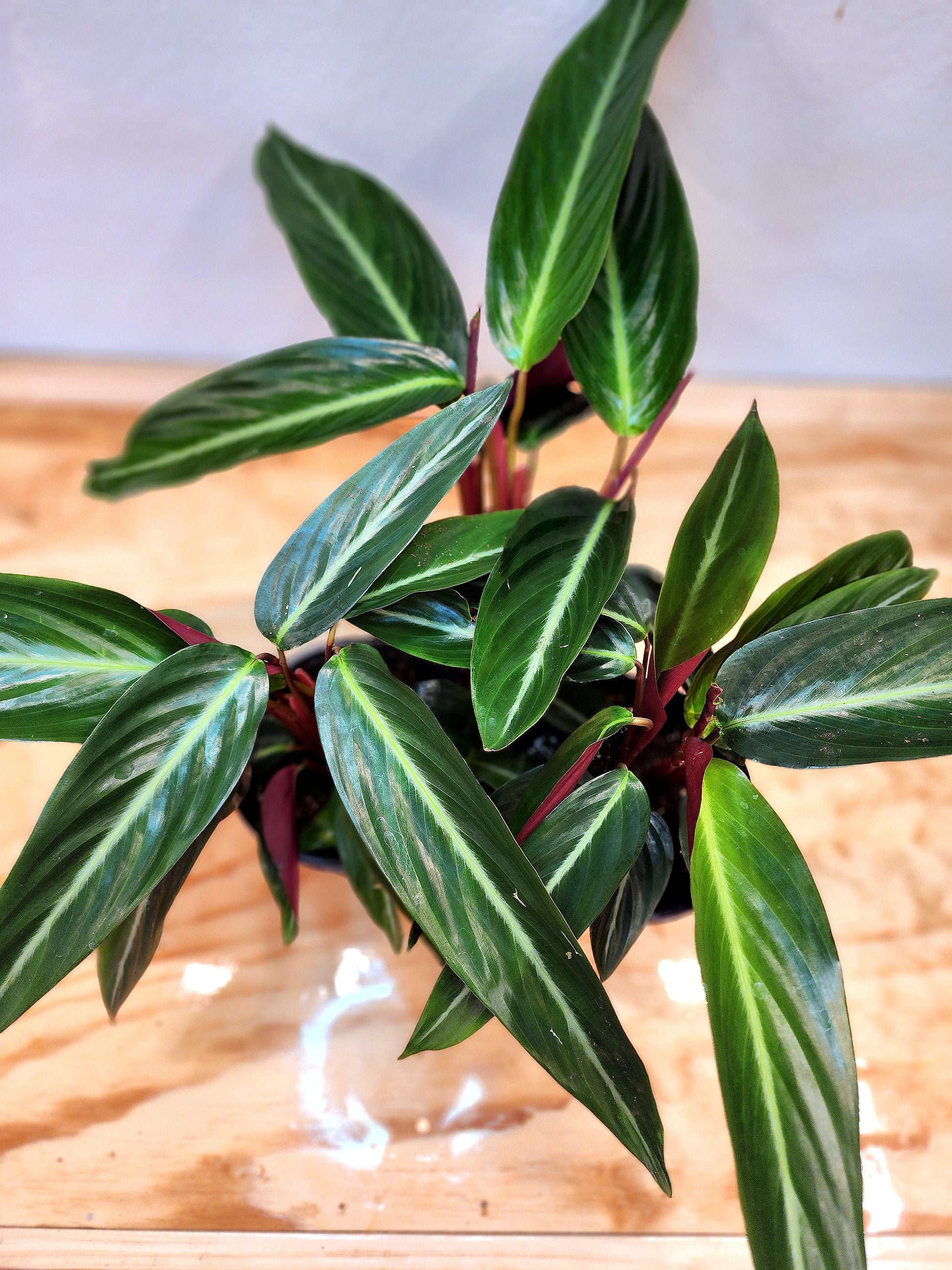 Stromanthe Thalia (Wild Form Stromanthe)
