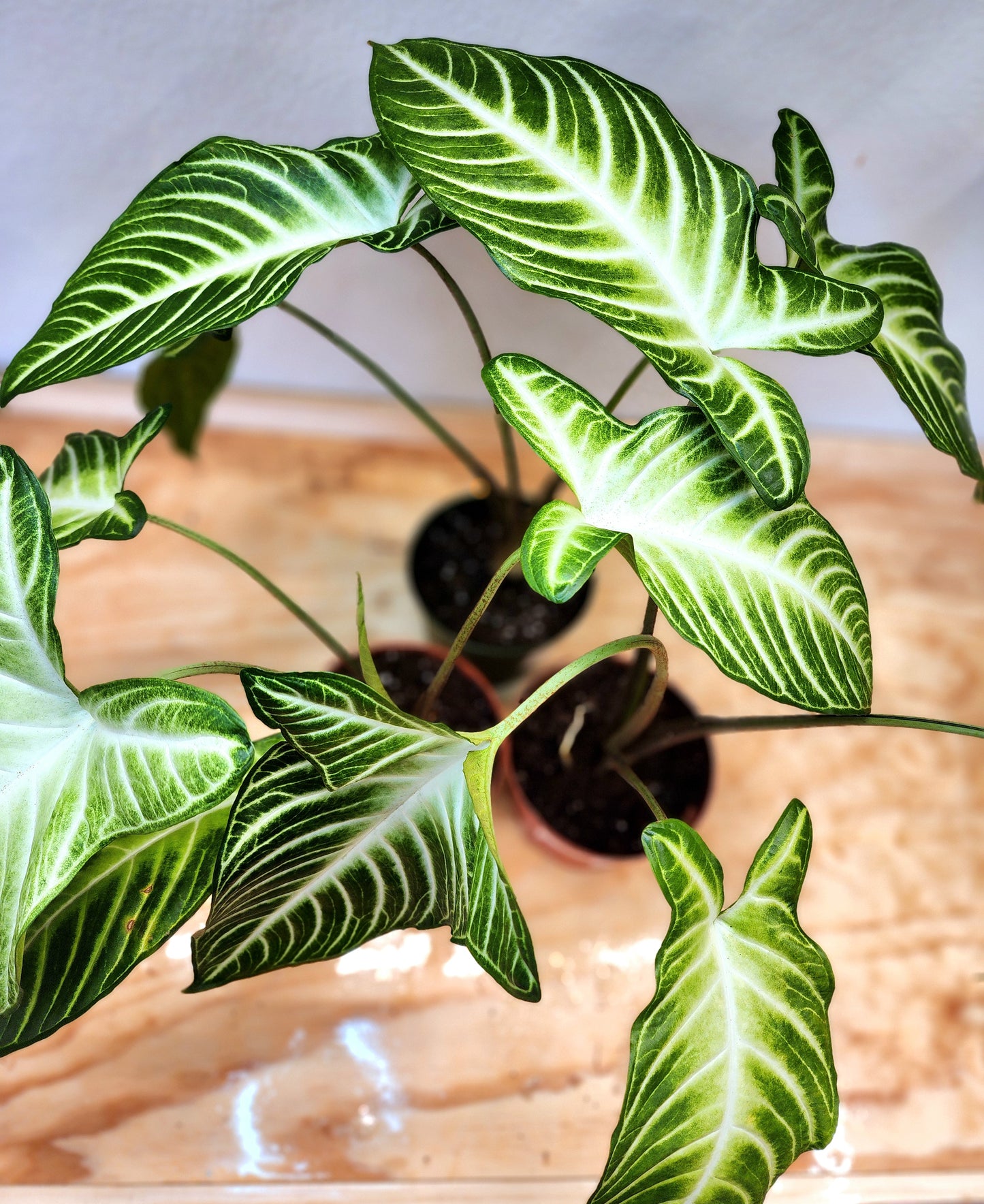 Phyllotaenium Lindenii (Angel's Wing)