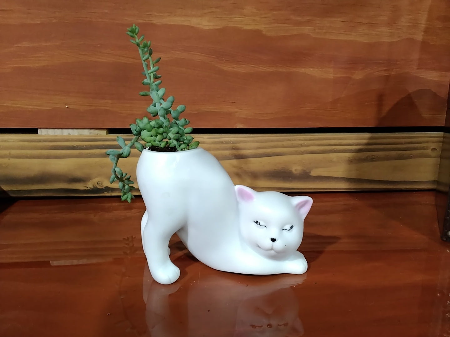 Cat Succulent Planter