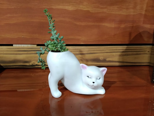 Cat Succulent Planter
