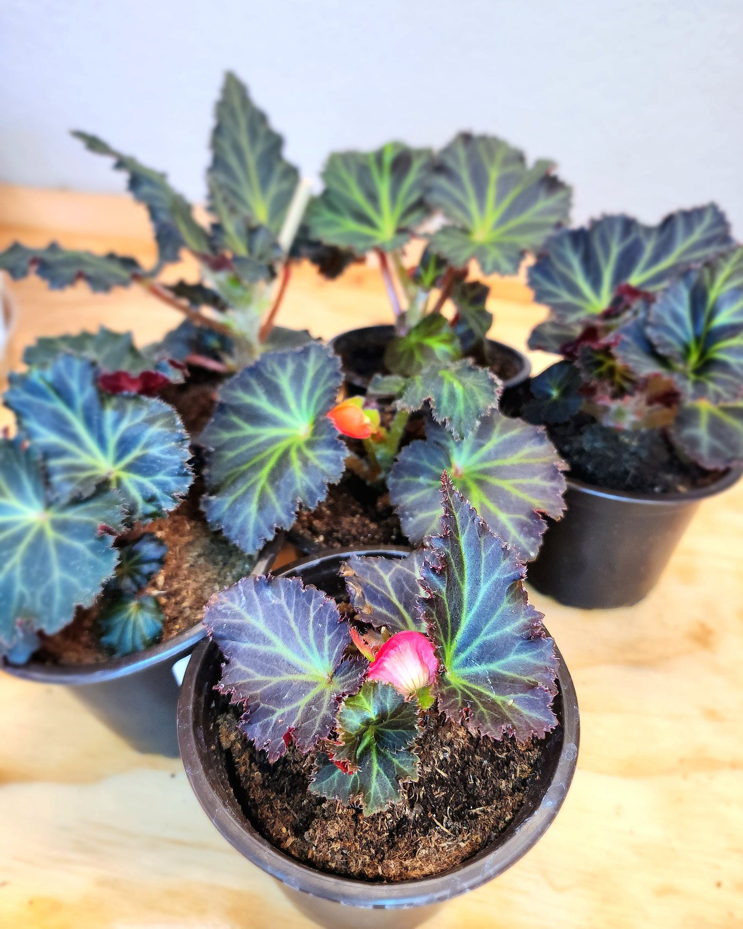 Begonia Tuberhybrida (Begonia Mocca Cherry)