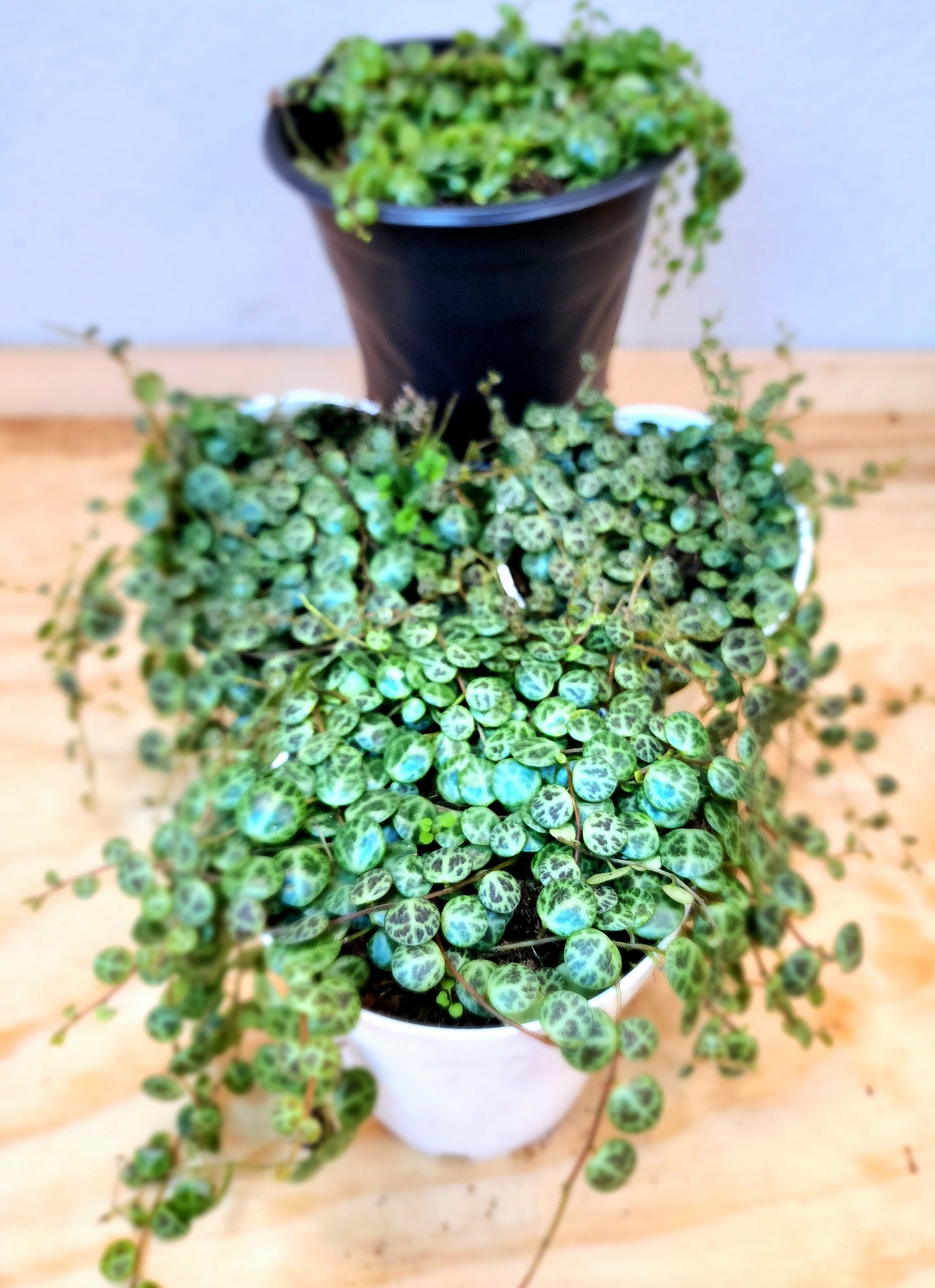 Peperomia Prostrata (String of Turtles)