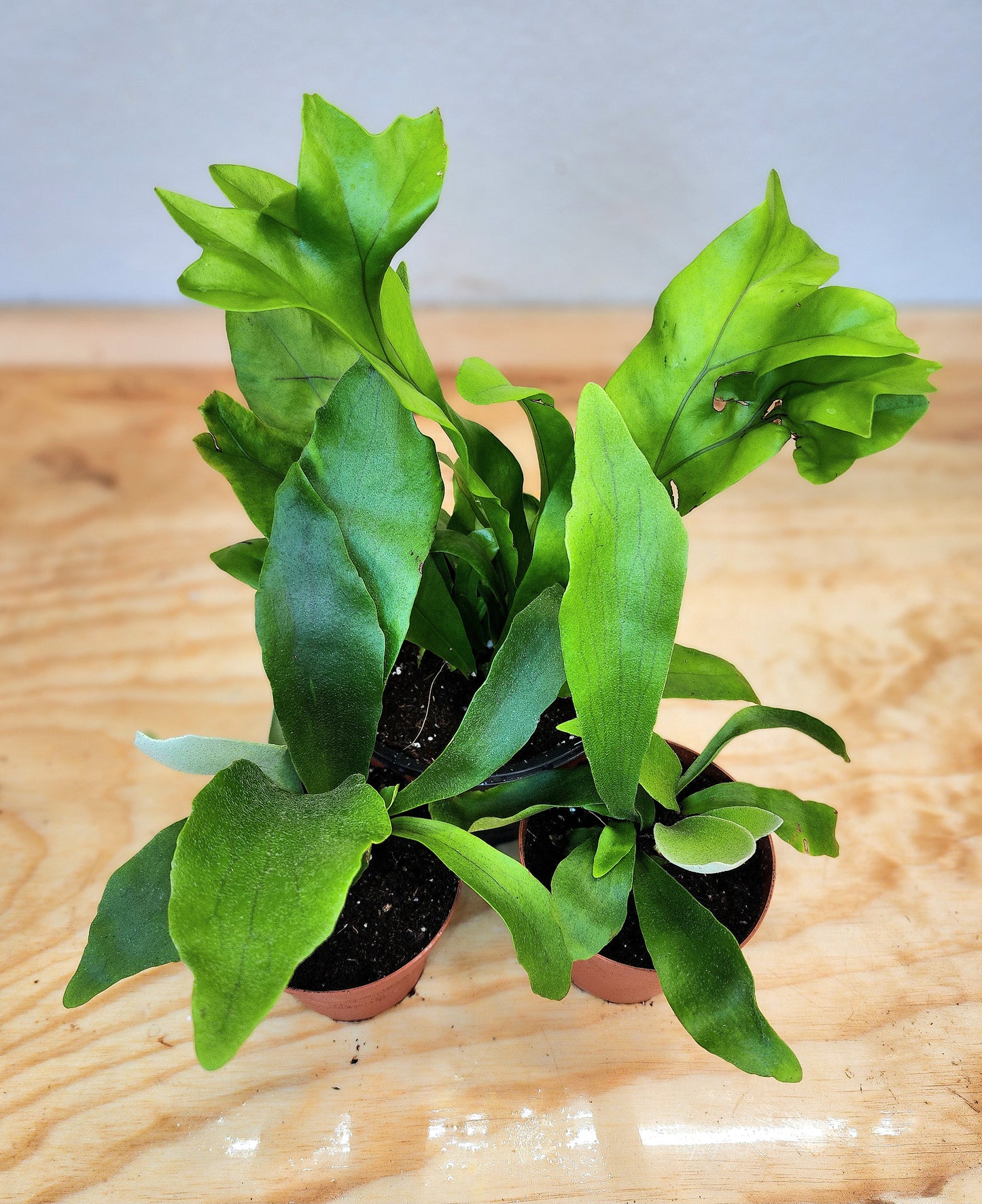 Platycerium Bifurcatum (Elkhorn Fern)