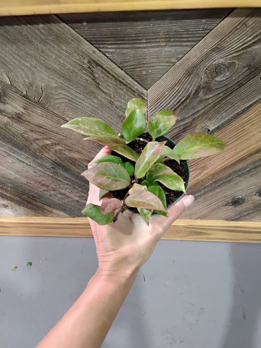 Hoya Sunrise