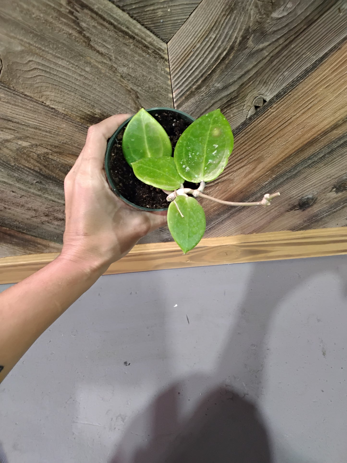 Hoya Parisitica/Verticillata