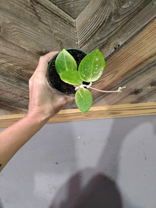 Hoya Parisitica/Verticillata