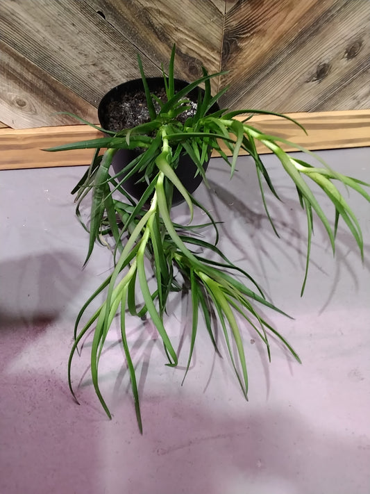 Aloiampelos Striatula (Aloe)