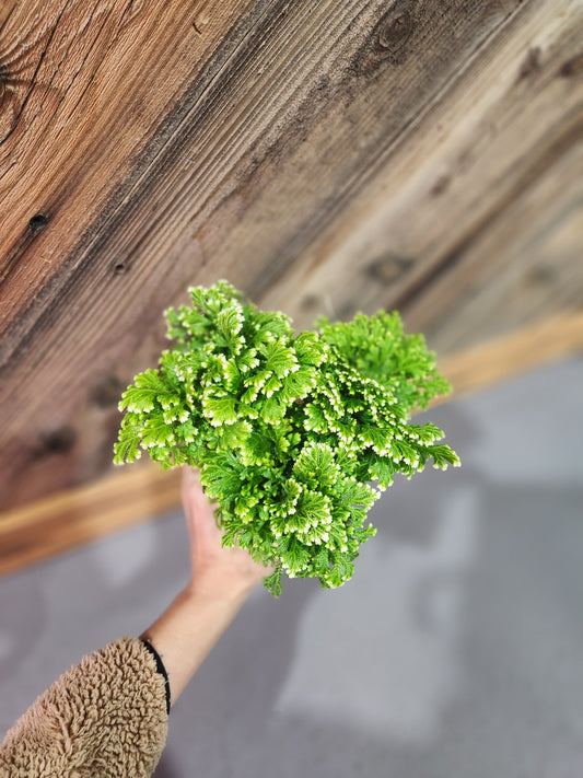 Selaginella Martensii 'Frosty' (Frosted Fern)
