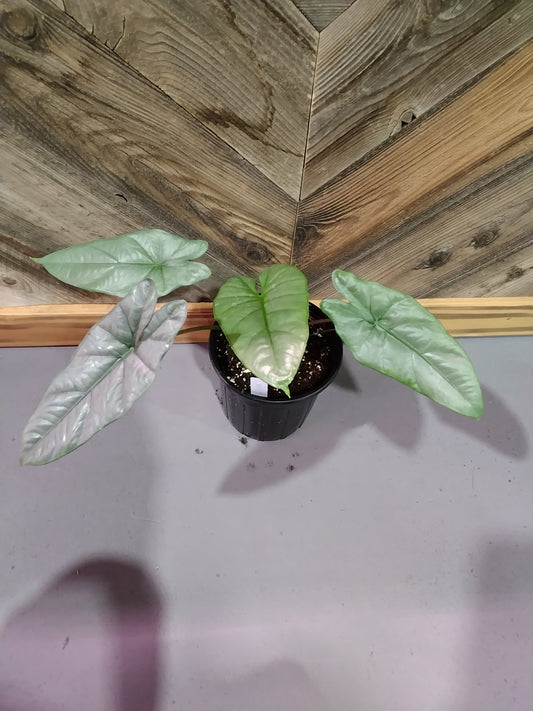Alocasia Heterophylla 'Corazon'