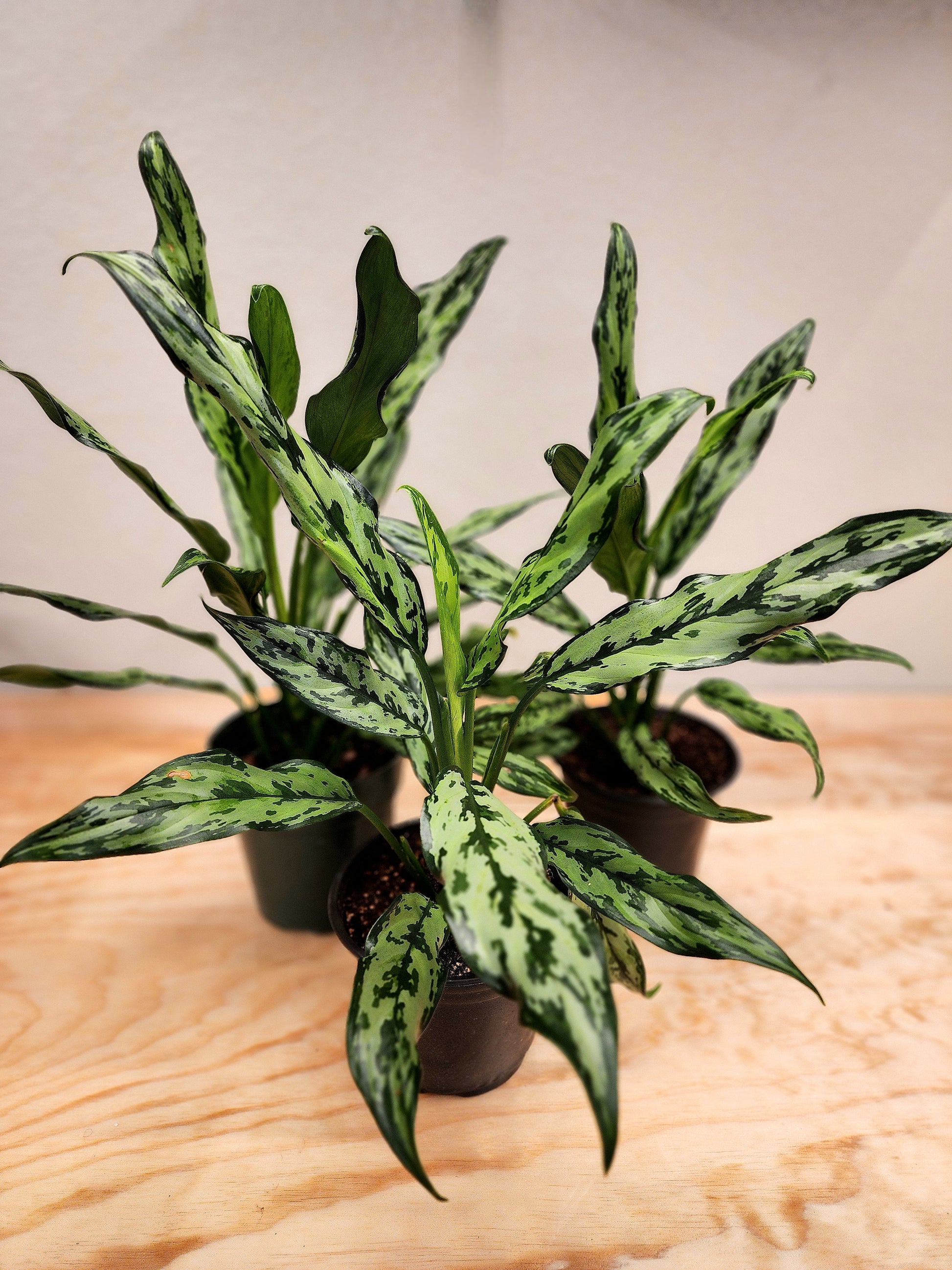 aglaonema gemini Aglaonema Juliette (Chinese Evergreen) – Nature's Gems