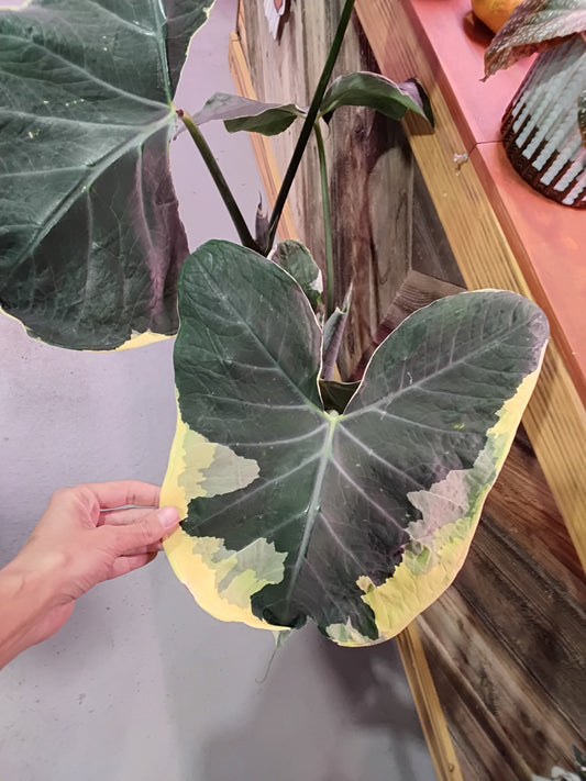 Xanthosoma Sagittifolium Variegatum Monstrosum (Mickey Mouse Alocasia)