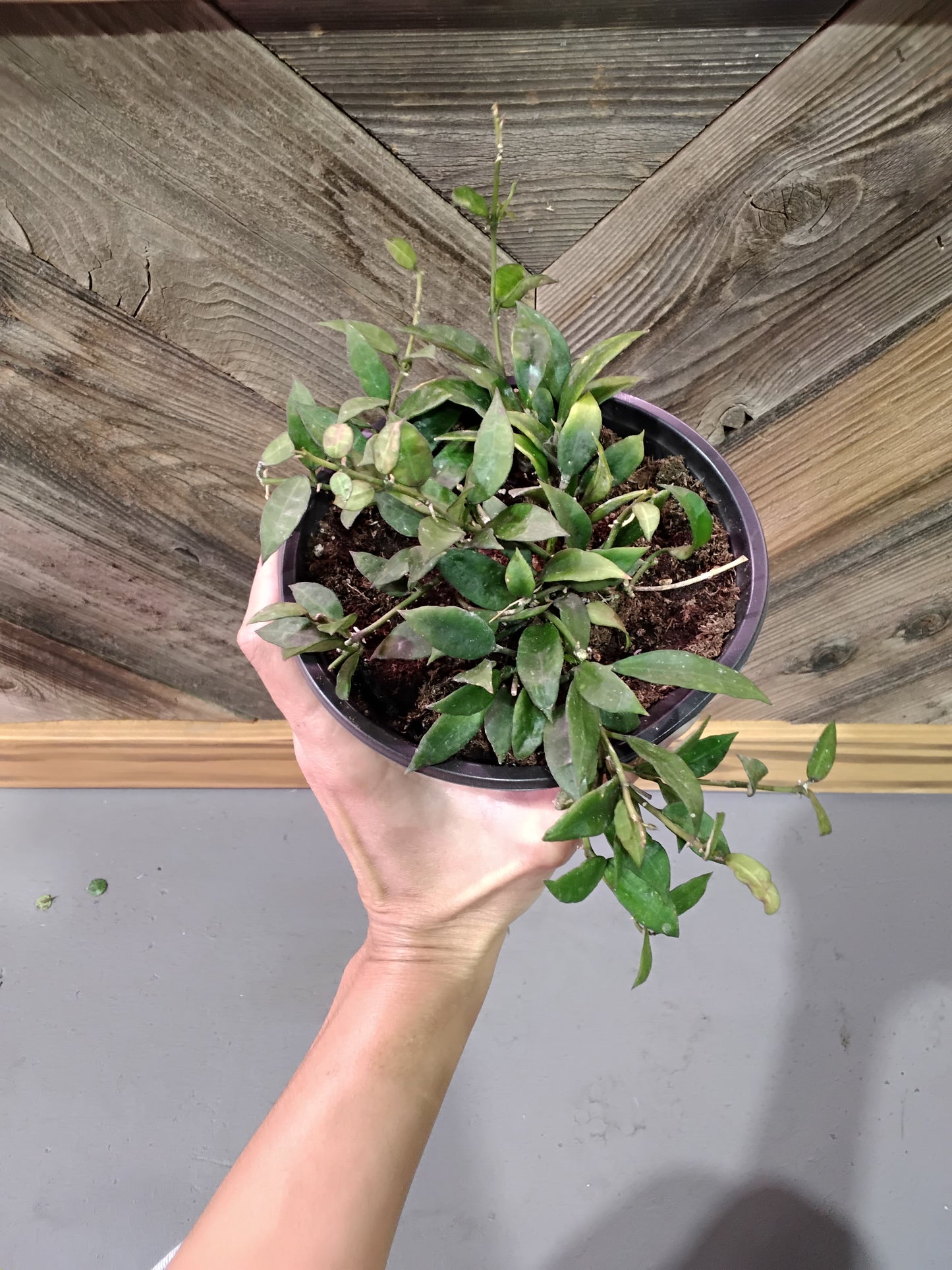 Hoya Lacunosa