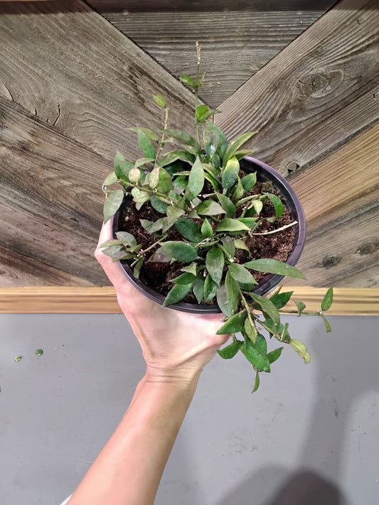Hoya Lacunosa